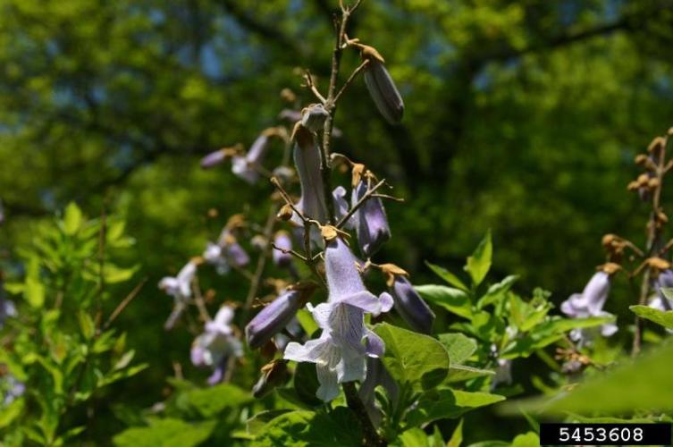 Princess Tree Vermont Invasives
